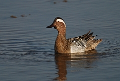 David Plant Photography - Wildlife Photography - Garganey - D